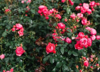 2147924867-1024×682 2147924867-1024x682