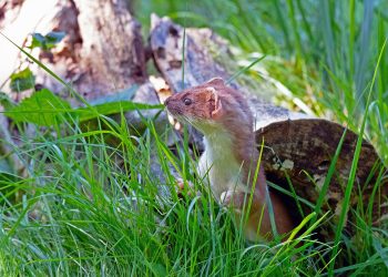 animal-6601787_1920